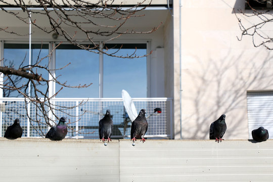 Pigeons on a wall, in the city. Selective focus. 