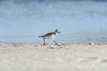 Black-bellied Plover on sand