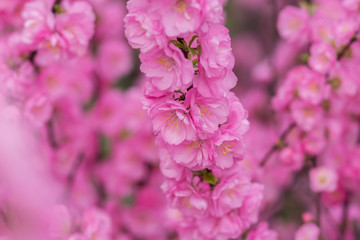 Sakura flower or cherry blossom with beautiful nature background