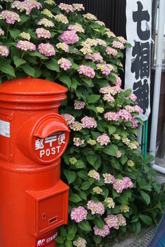 紫陽花と郵便ポスト