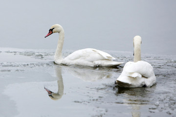 Two swans on frozen lake