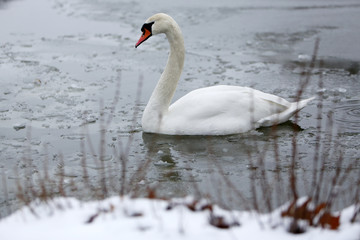 Obraz premium Swan on frozen lake