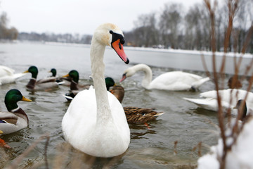 Ducks and swans on frozen lake