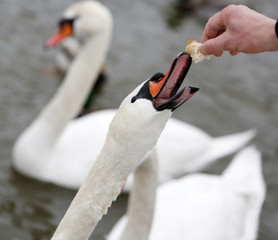 Hand feeding swan at winter