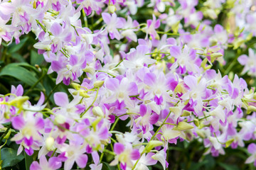 orchid flowers