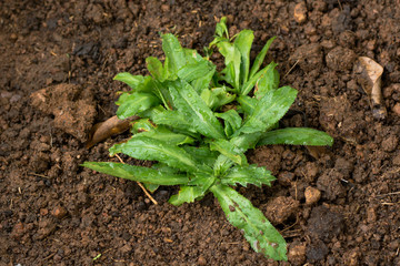 Fresh green culantro for healthy concept in garden.