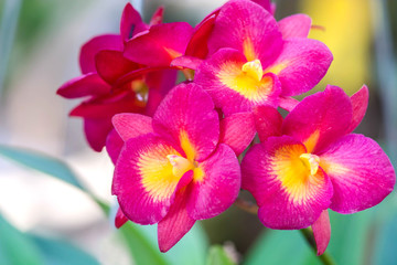 Fototapeta na wymiar vanda orchids