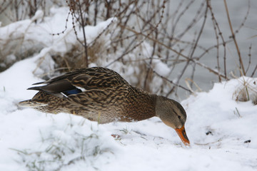 Duck on frozen lake