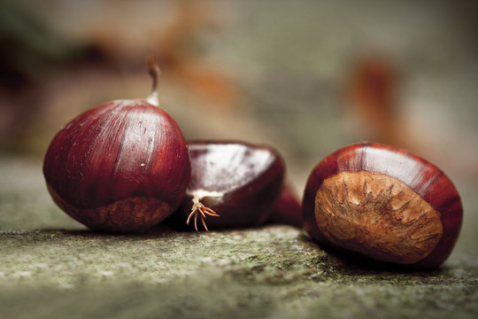 Chestnuts on a stone. Picture taken in a wood, during the autumn, in the North of Italy.
