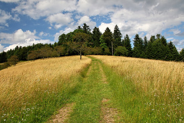 beautiful landscape in the Black Forest in Germany