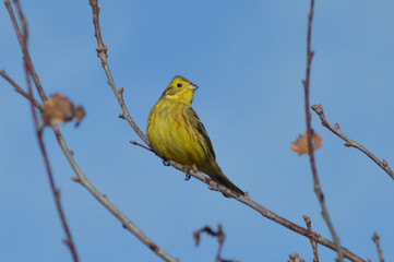 Goldammer ( Emberiza citrinella )