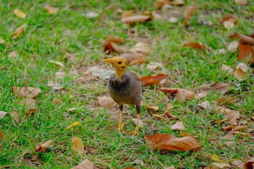 Bird foraging walk.