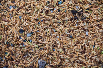 Close up view of rice texture on ground before peeling and polishing