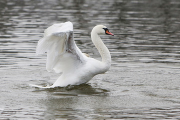 Trumpeter swan on frozen lake