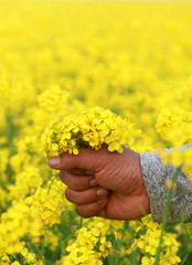 Hand holding mustard flowers