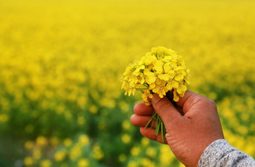 Fototapeta na wymiar Hand holding mustard flowers