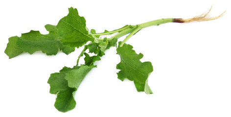 Edible mustard leaves