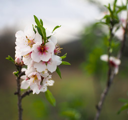 In the frame the blossoming almond tree branches, the background blurred. Almond flowers on blue sky.
