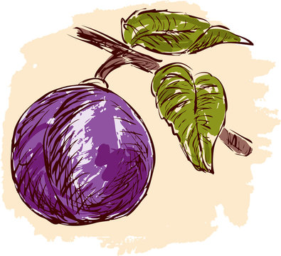 Sketch Of A Ripe Plum