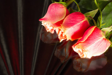 beautiful wild-growing scarlet roses