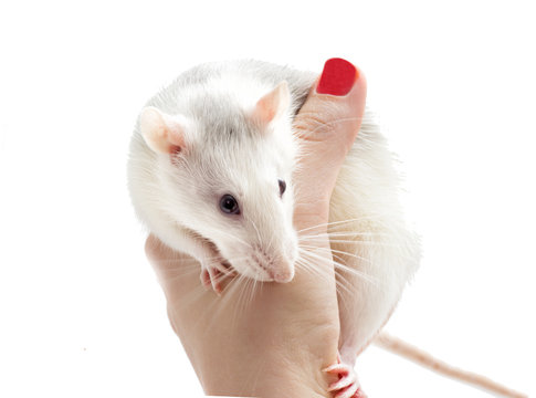 cute rat in hand