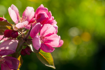 Fototapeta na wymiar Blossoming apple with pink flowers on green background