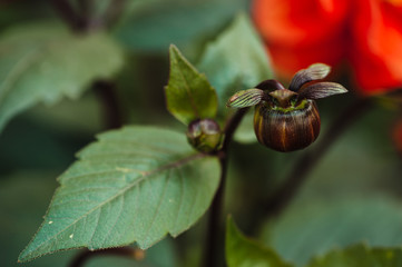 Brown bud and red flower (Dahlia)