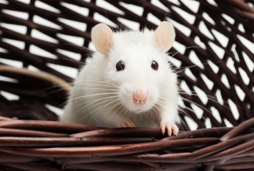 cute rat in a basket