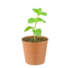 Fresh mint growing in a flowerpot to ensure the freshest ingredi