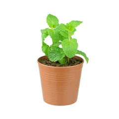 Fresh mint growing in a flowerpot to ensure the freshest ingredi