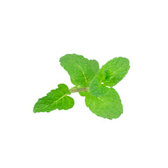 Obraz na płótnie Canvas Mint leaf green plants isolated on white background, peppermint