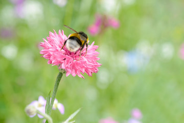 Bumble bee on Cornflower in the nature