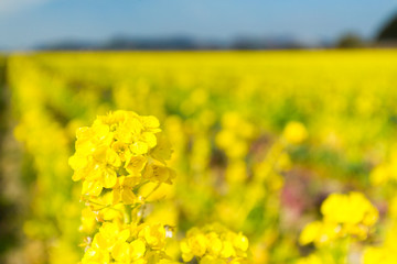 canola flower