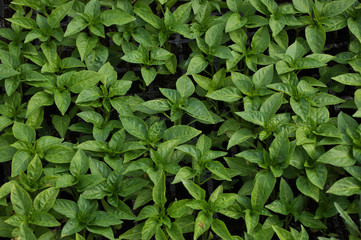 Seedlings of sweet pepper in hreenґouse month 30 days of age