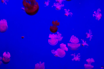 Small jellyfishes in aquarium