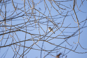goldfinch (Carduelis carduelis)