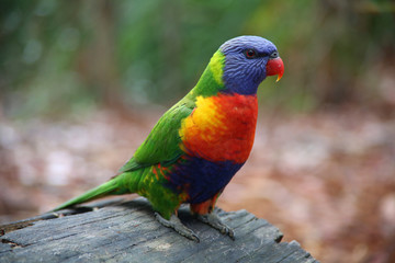 Colors of the Rainbow (Rainbow Lorikeet)