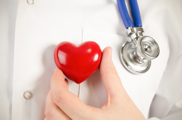 Cardiologist holding heart 3D model