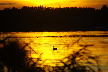 Kaczki © Skórzewiak