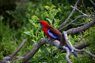 Crimson Rosella
