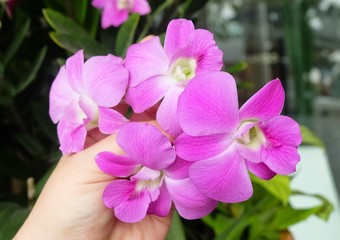 Hand Holding Beautiful Pink Streaked Orchid Flowers