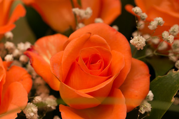 Оранжевая роза