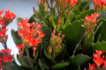 Four red petal flower Kalanchoe Flower tropical succulent plant or better known as Widow's-thrill