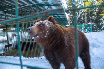 brown bear in the reserve