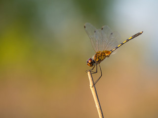 dragonfly