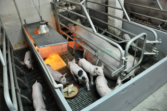 The modern livestock farm for growing pigs