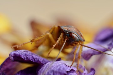 Bug