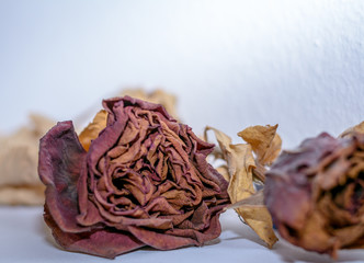 Getrocknete Rosenblüte mit weissem Hintergrund