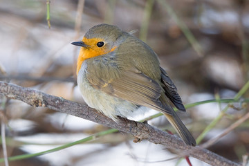 robin on a branch