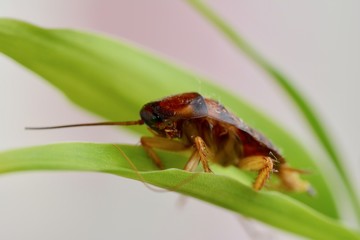 Bug